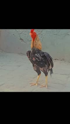 Mianwali