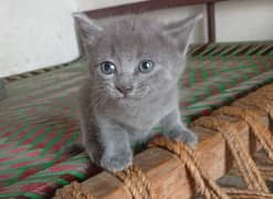 Persian
