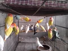 love birds breeder pair for sale age 2year