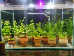aquarium plants