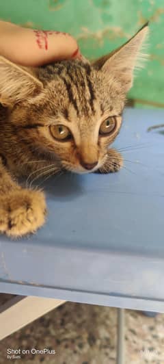 tabby breed