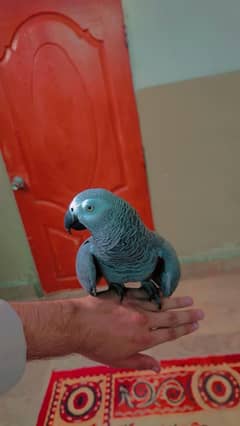 Congo