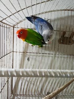Health pair of Love Bird. . .