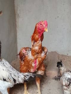 aseel shamo trio 1 male 2 female & 4 chiks b available hain
