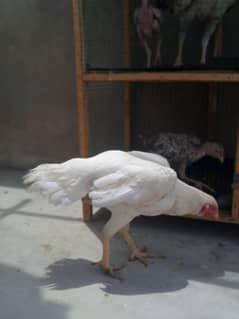 King Size Heera Full Breeder Female For Sale