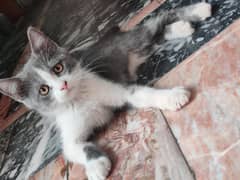Persian