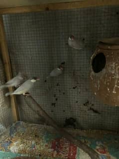All setup for sale  lovebirds / cocktail /Jawa birds with chicks cage
