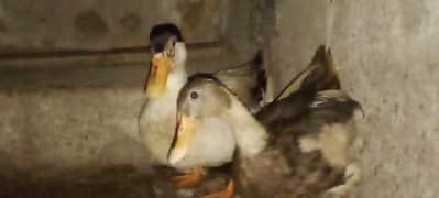 1 year pair duck