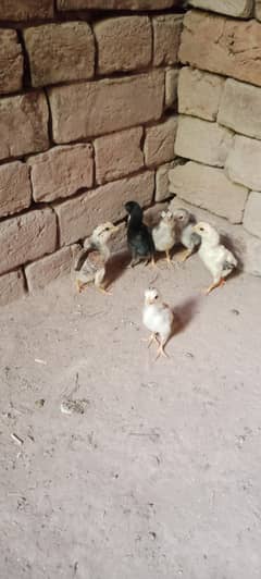 Aseel Chicks For Sale