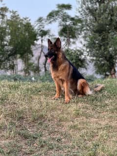 German shepherd