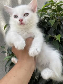 Persian kitten