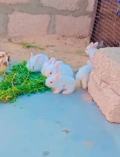 Rabbit
