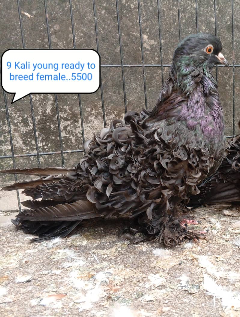 fancy pigeon | kabutar| Jacobin|  frillback saddle | amarican fantail| 16