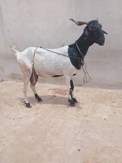 dood wali bakri