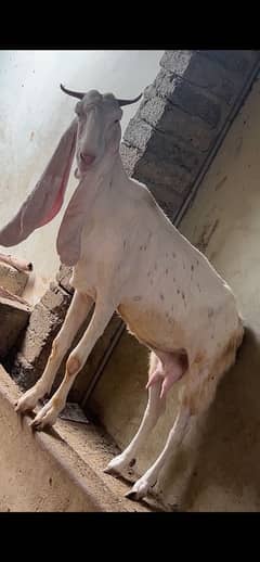 1 female ghulabi goat 2 makhi chenni male