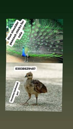 peacock chicks turkey  chicks available for sale bahawal pur