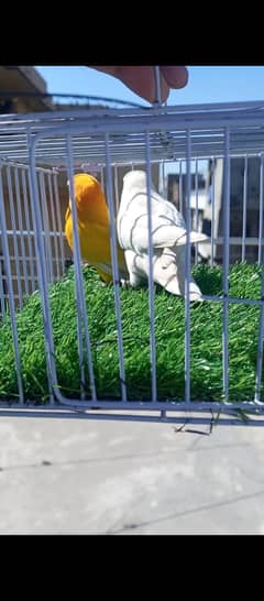 Lovebirds
