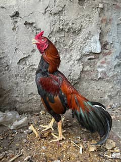 rooster for sale
