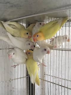 Albino