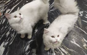 2 females for sale urgently