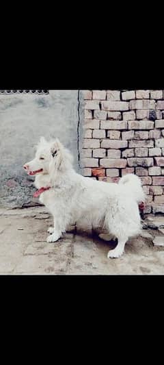 Russian Pink nose female