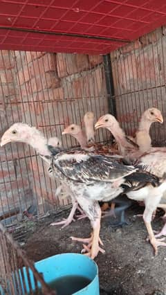 Shamo chicks / Heera chicks