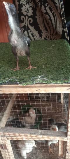aseel chicks for sale