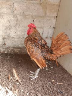 golden sebrigth, bentum and aseel hen