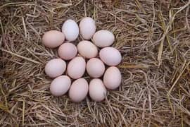 Aseel Eggs