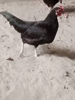 English game  breeder pair . chicks . and eggs