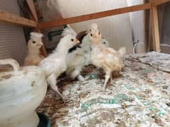 Fancy breeder silkie, polish, silver laced
