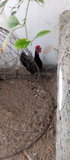 black egg laying daily