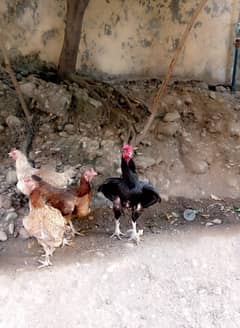 Hen