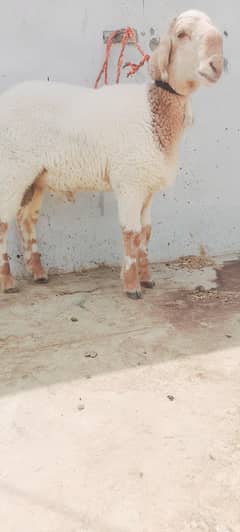 dumba or dumbi for sell 03330203898
