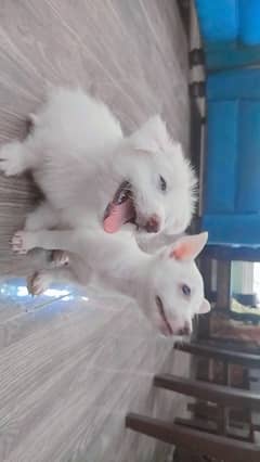 White Russian Puppies