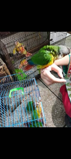 hand tamed conure