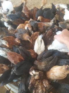 Golden Misri Hens Harappa