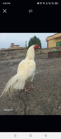 for sale