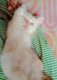 Mufasa male cat Persian cat for sele  contact namber 03453130299