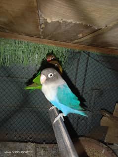 Australian toty/ Cocktail/ Lovebirds