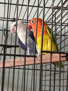 Breeder confirmed pair