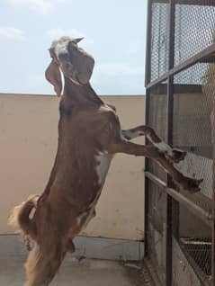 bakra 6 month