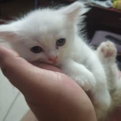 Persian Kittens For Sale (45 days old)