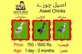 Aseel Chicks & Pathay of Mianwali, Mushka & Lasani, Fertile Eggs