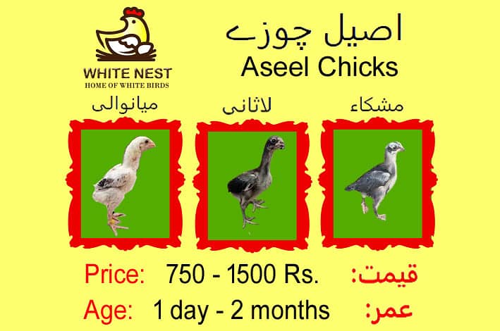 Aseel Chicks & Pathay of Mianwali, Mushka & Lasani, Fertile Eggs 0