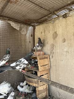 Pigeons