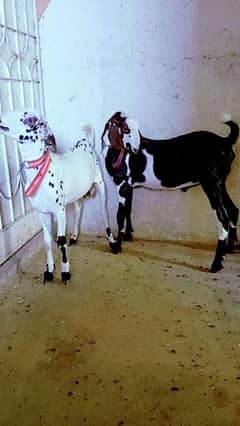 2 Male goat kids age 11 months