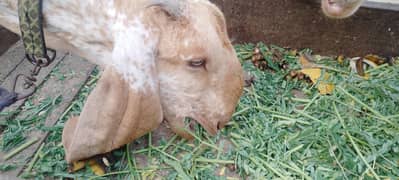 Nar bacha makhi china 07month white eyes achi length me
