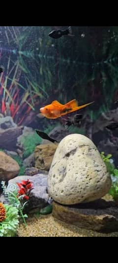 Swordtail. . Moontail molly. . marigold molly. . koi. . silver tetra