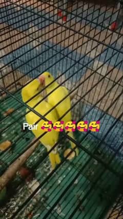 yellow